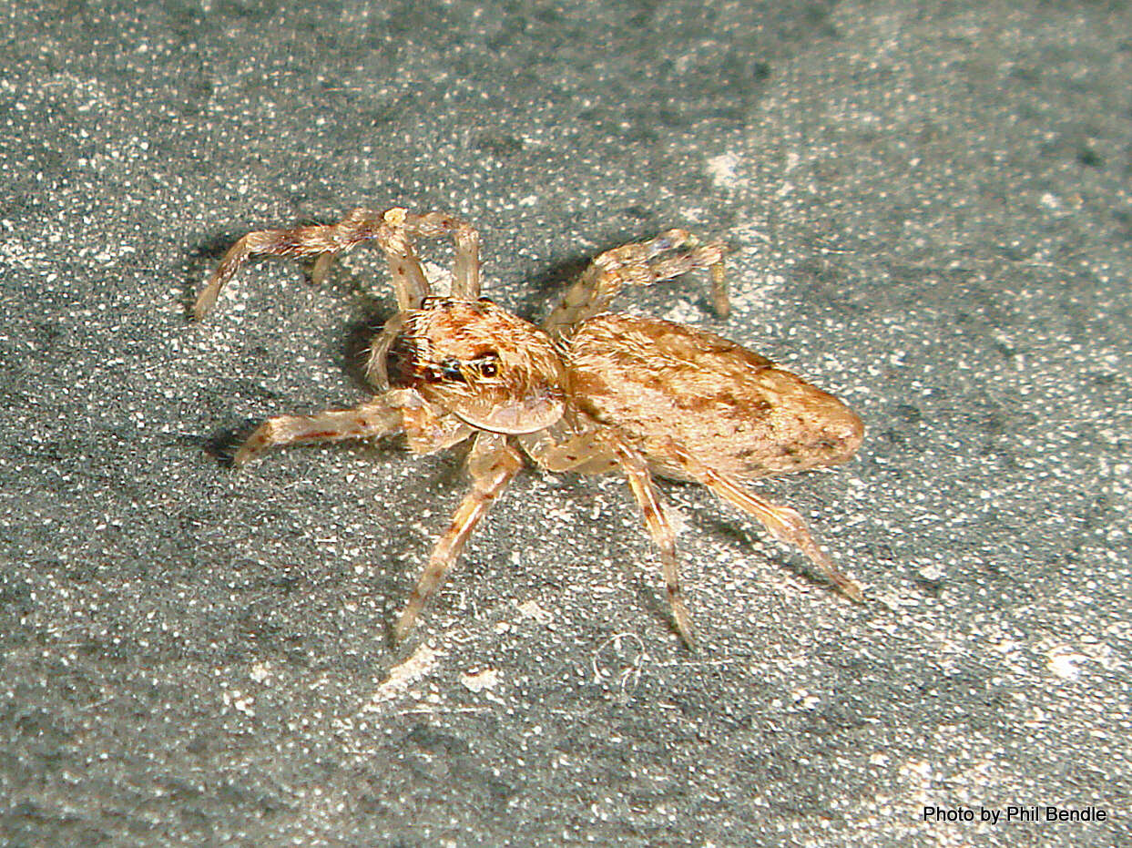 Image of Bronze Hopper