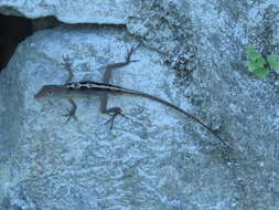 Image of Graham's anole