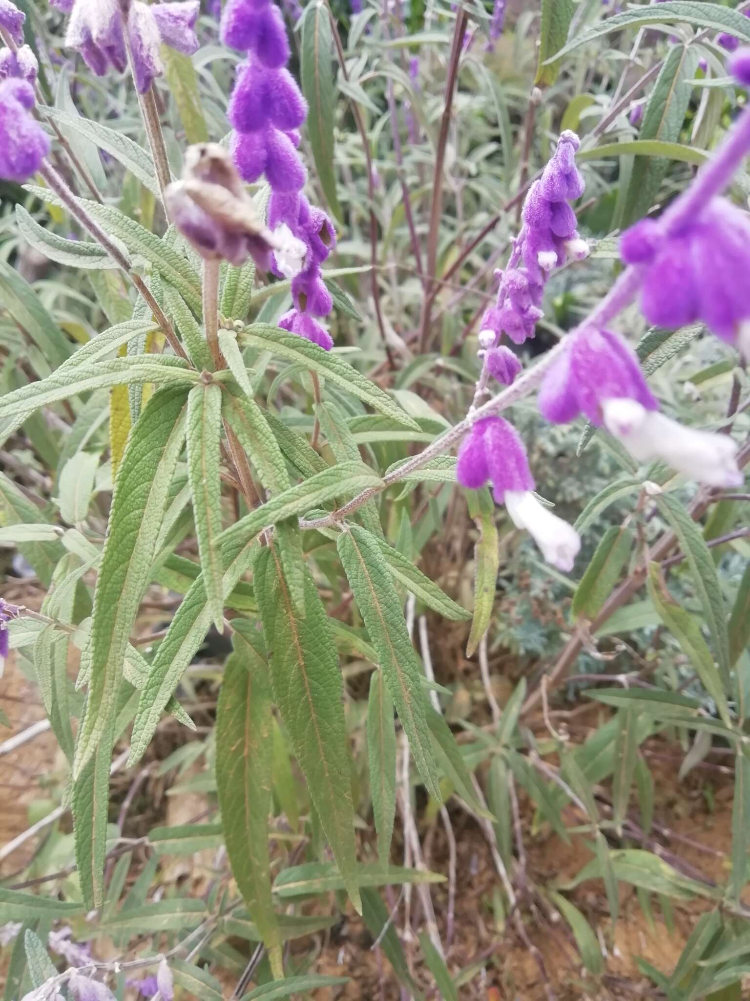 Imagem de Salvia leucantha Cav.