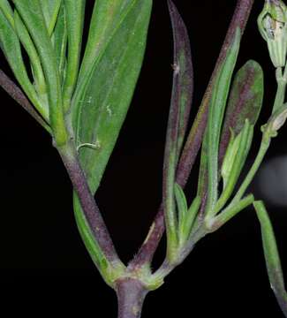 Image de Silene secundiflora Otth