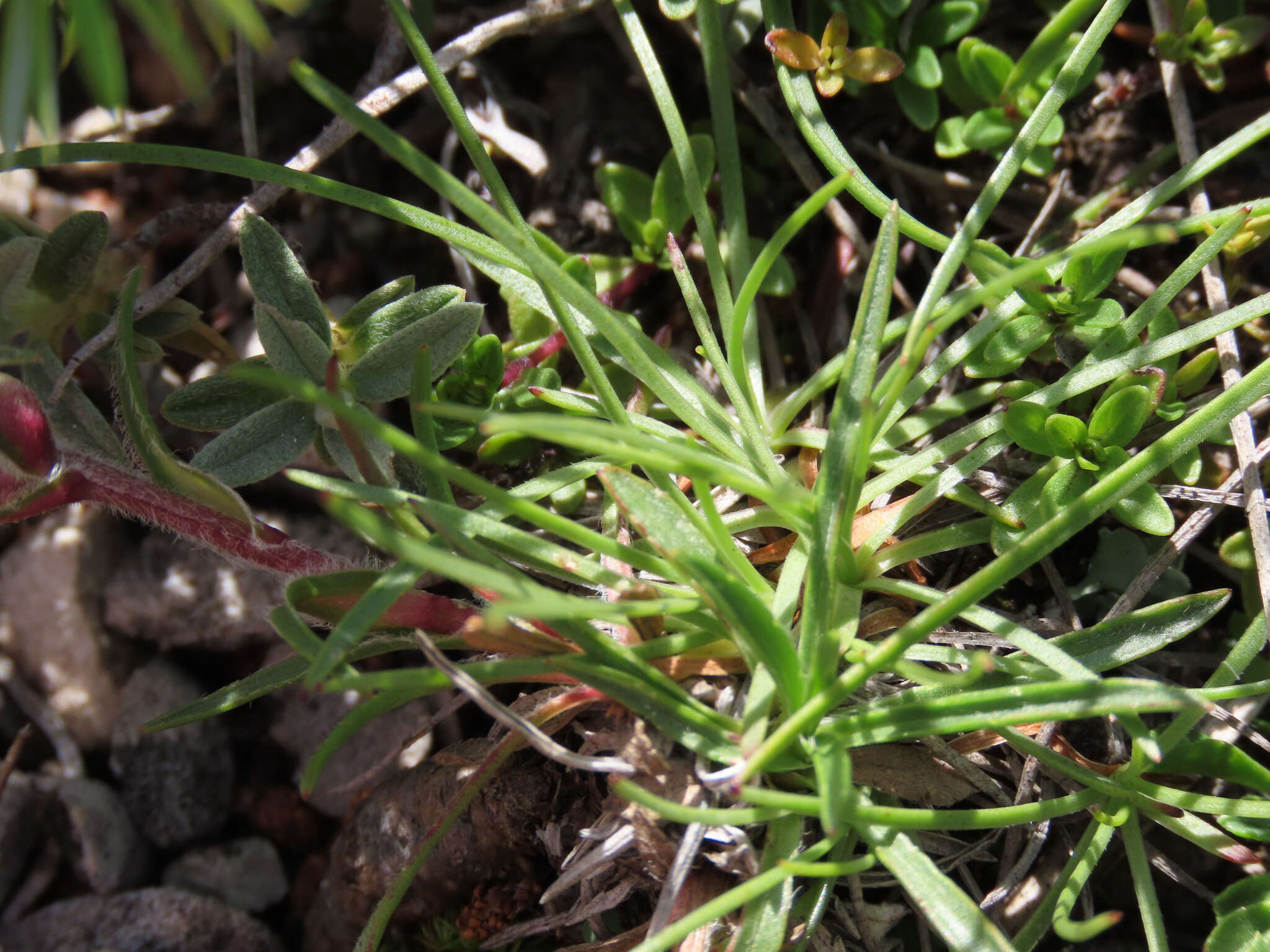 Image of Edraianthus graminifolius (L.) A. DC.
