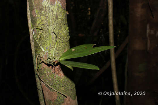 Image of Aerangis citrata (Thouars) Schltr.