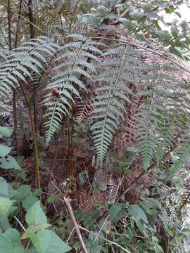 Image of tropical brackenfern