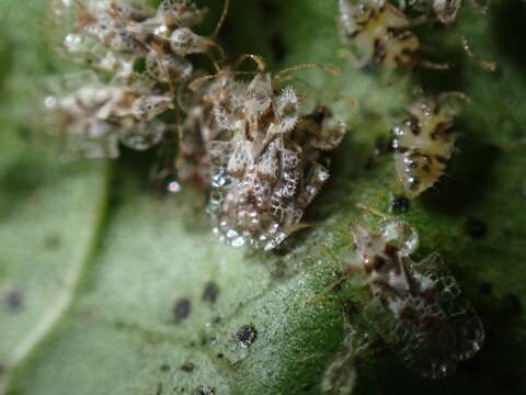 Image of Cotton lace bug