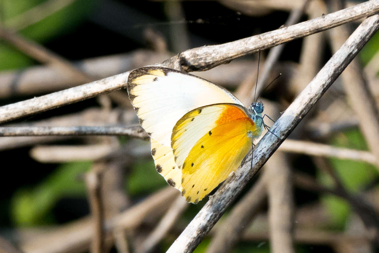 Слика од Belenois thysa (Hopffer 1855)