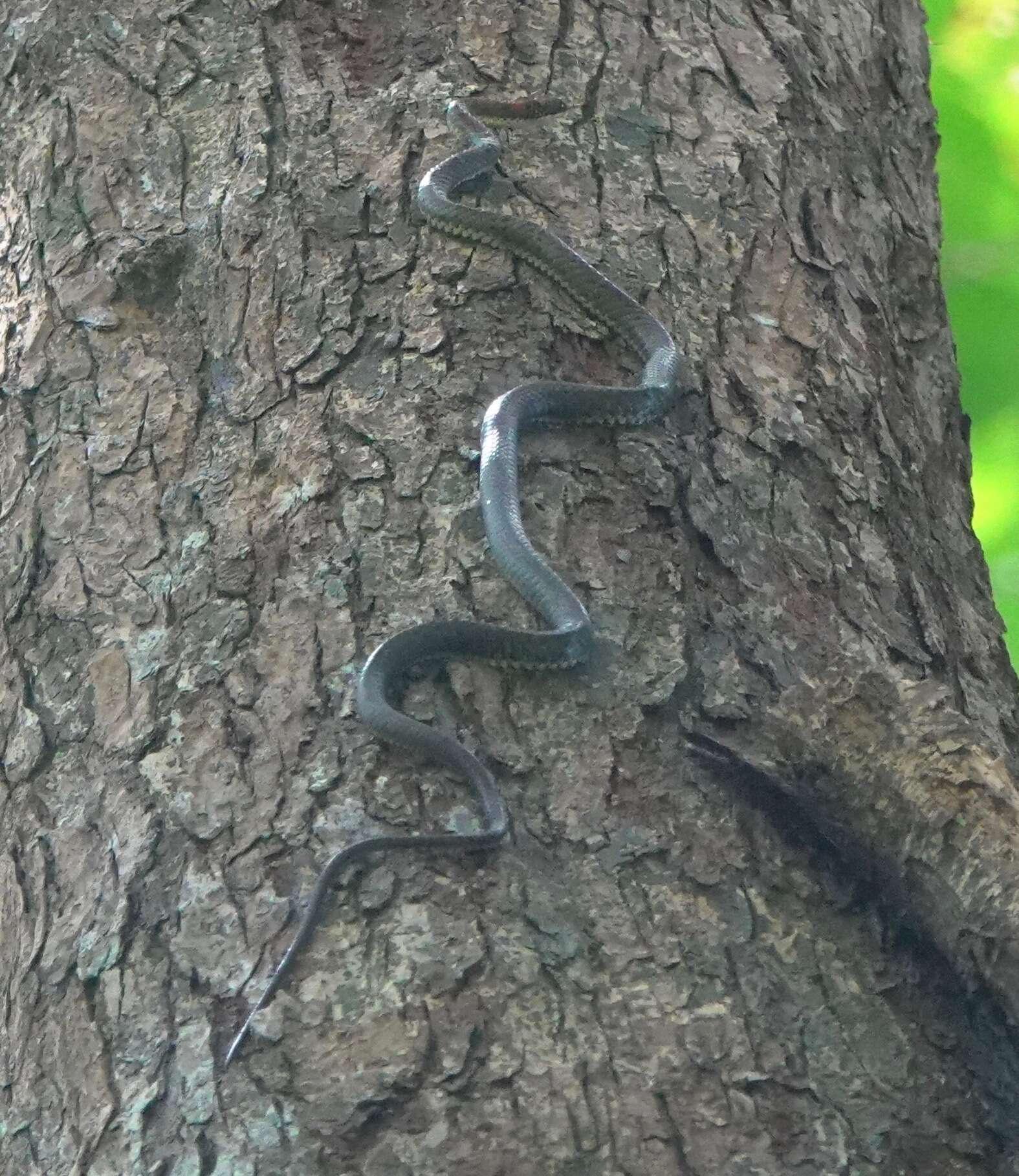 Image of Banded Flying Snake