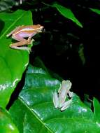 Image of Boulenger's Tree Frog