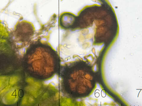 Podosphaera balsaminae (Wallr.) U. Braun & S. Takam. 2000的圖片