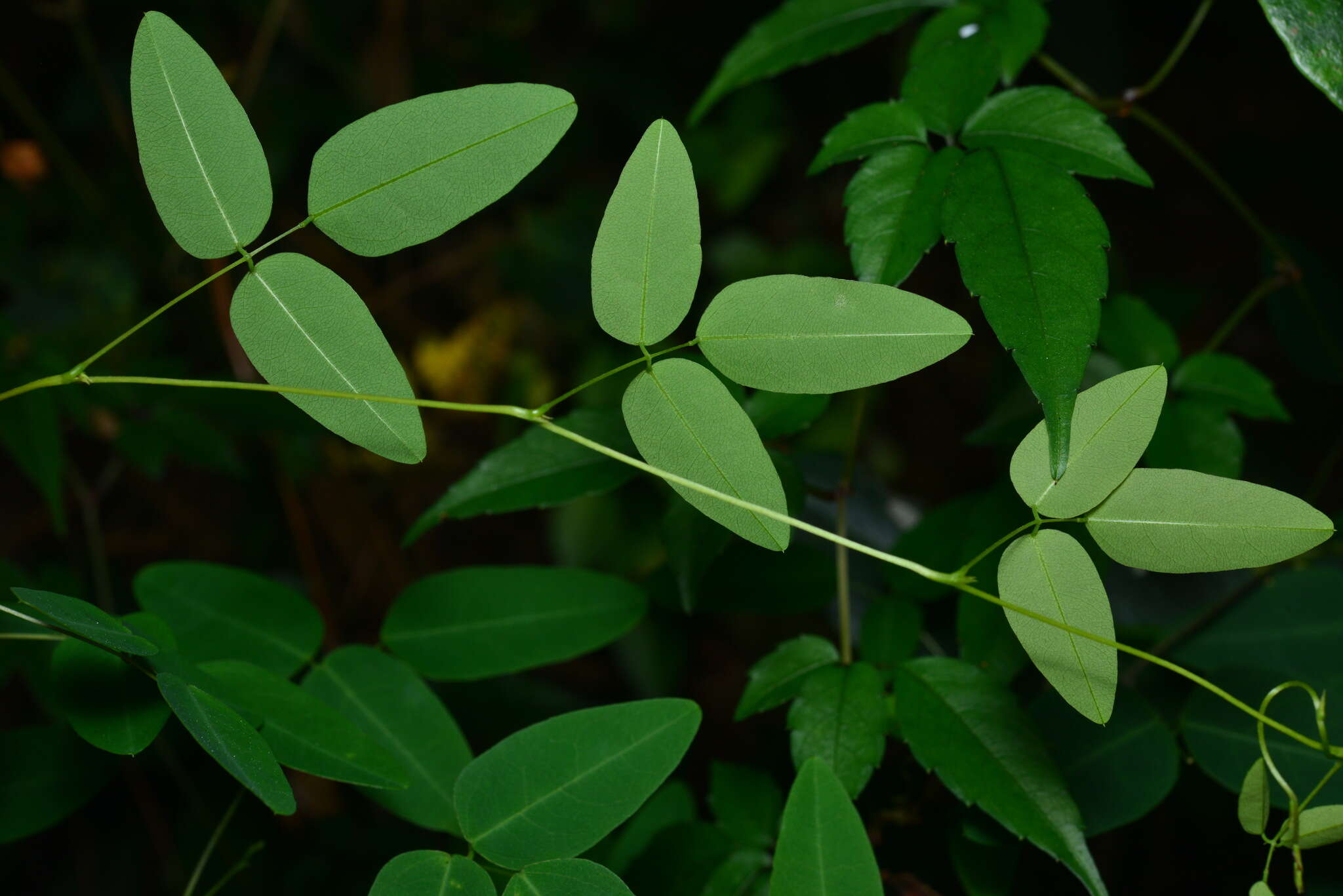 Image of Dumasia truncata Siebold & Zucc.