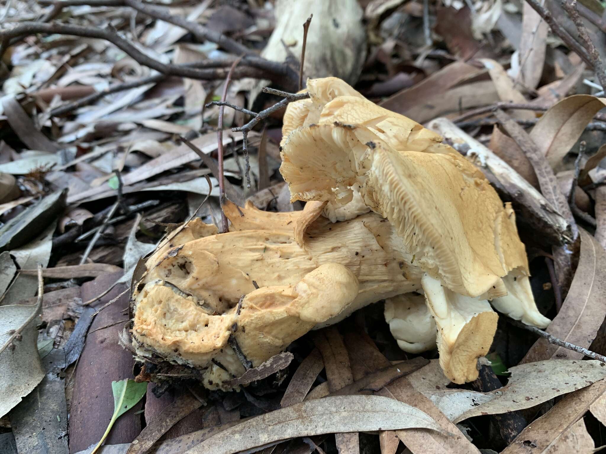 Image de Leucopaxillus cerealis (Lasch) Singer 1962