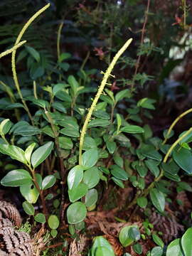 Image of Peperomia tenuipes Trel.