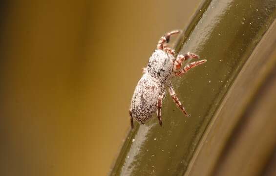 Image of Poultonella alboimmaculata (Peckham & Peckham 1883)