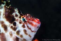 Image of Blotched Hawkfish