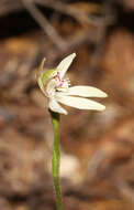 Image de Caladenia chlorostyla D. L. Jones, Molloy & M. A. Clem.