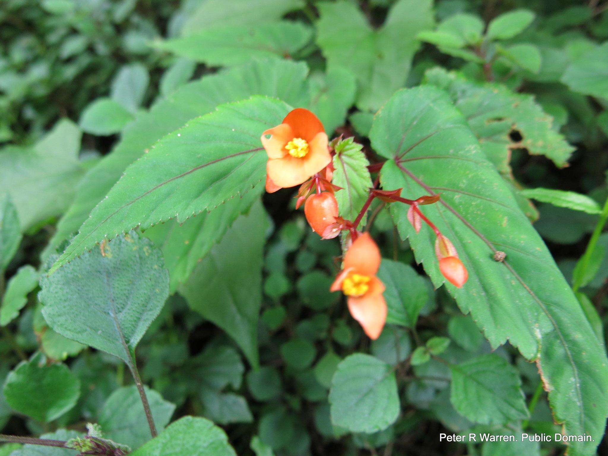 Слика од Begonia sutherlandii Hook. fil.