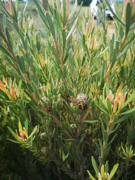 Image of <i>Leucadendron lanigerum</i> var. <i>laevigatum</i>