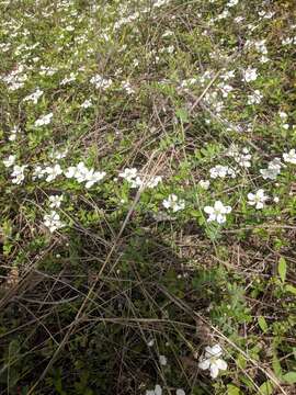 Sivun Vicia ludoviciana Nutt. kuva