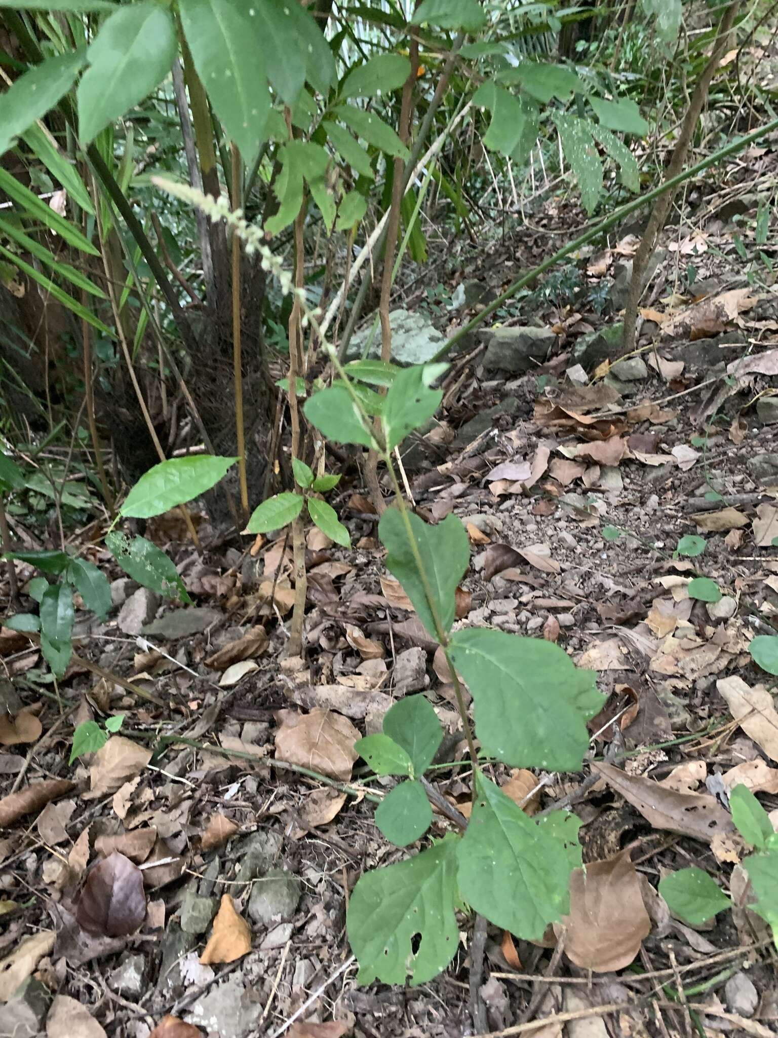 假川牛膝的圖片