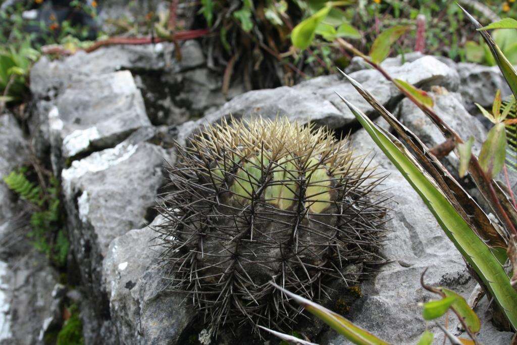 Ferocactus glaucescens (DC.) Britton & Rose resmi