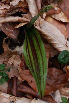 Steveniella satyrioides (Spreng.) Schltr. resmi