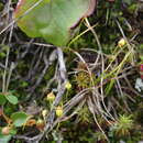 Image of toothed pogonatum moss