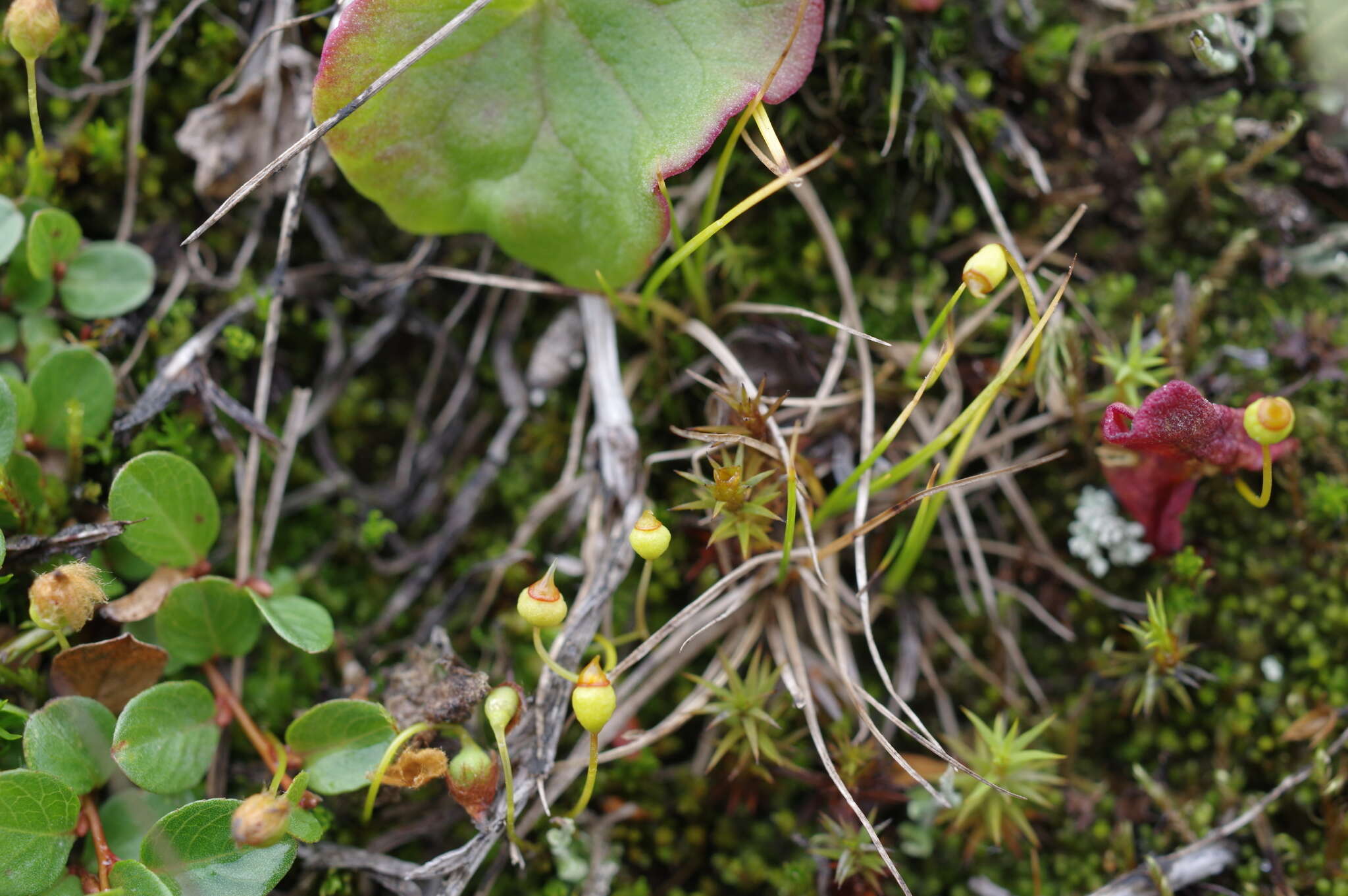 Image of toothed pogonatum moss