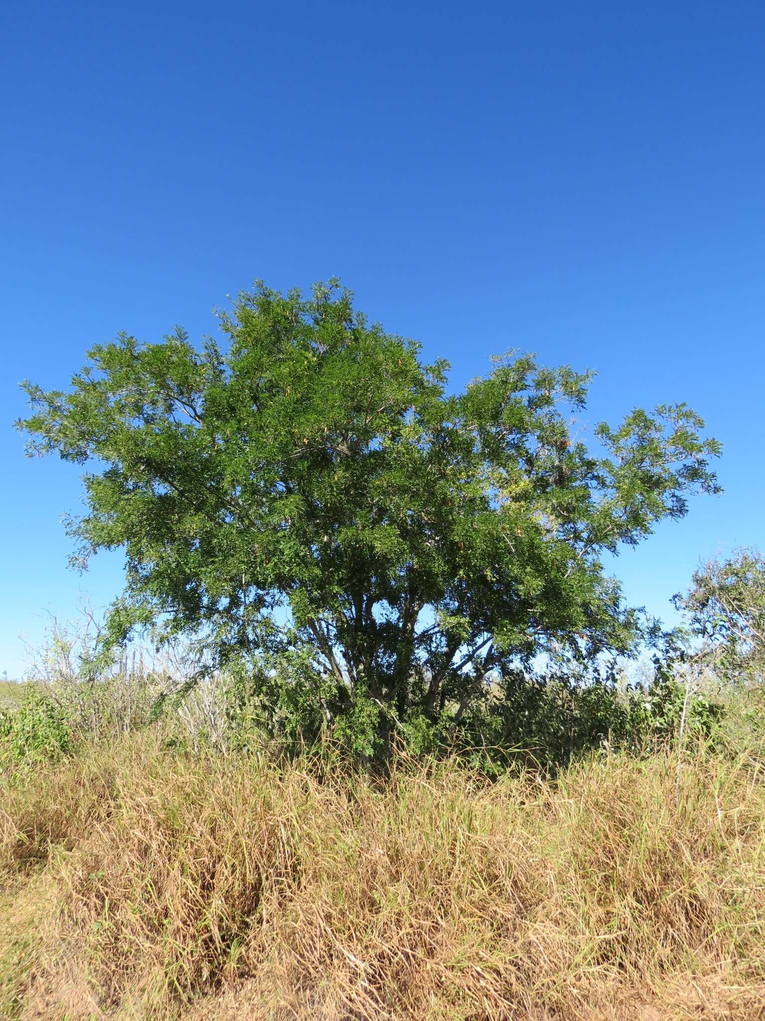 Image of Lonchocarpus hermannii M. Sousa