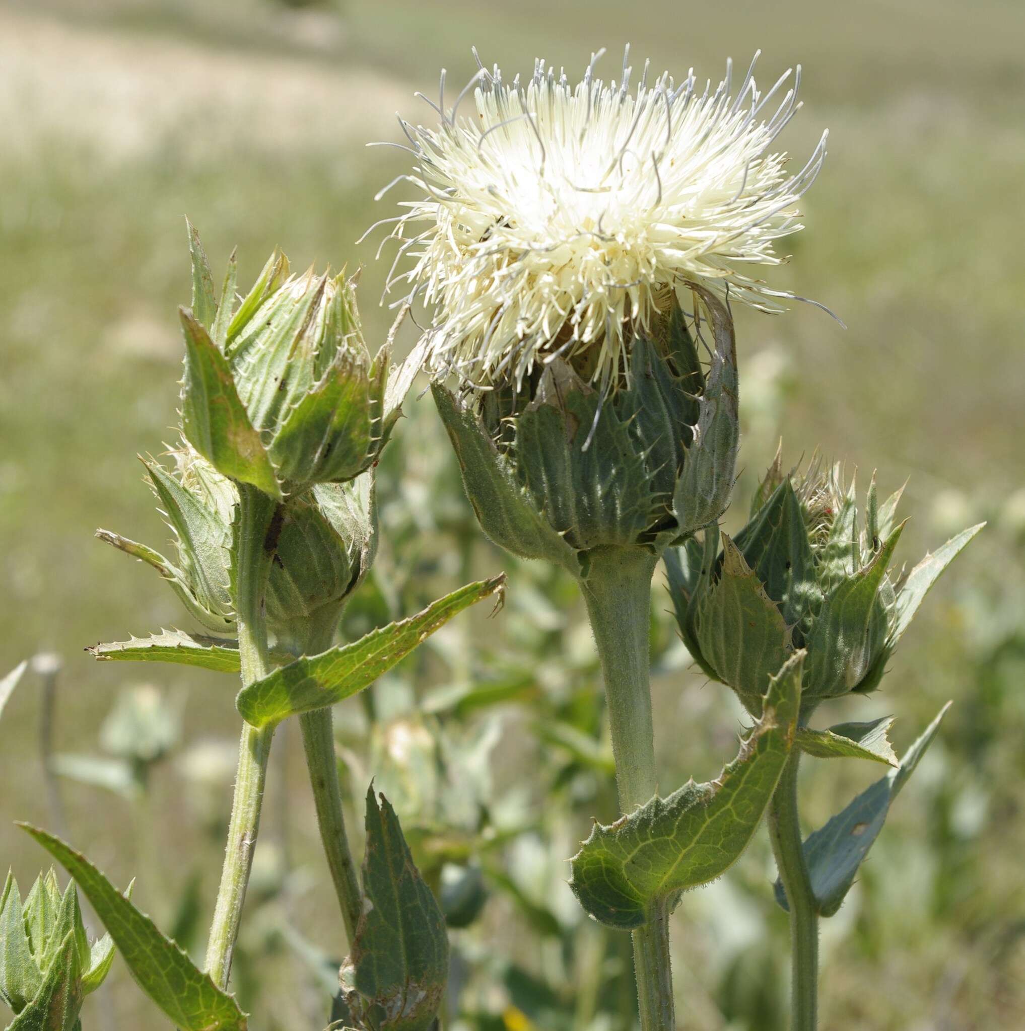 Image of Carduncellus helenioides (Desf.) Hanelt