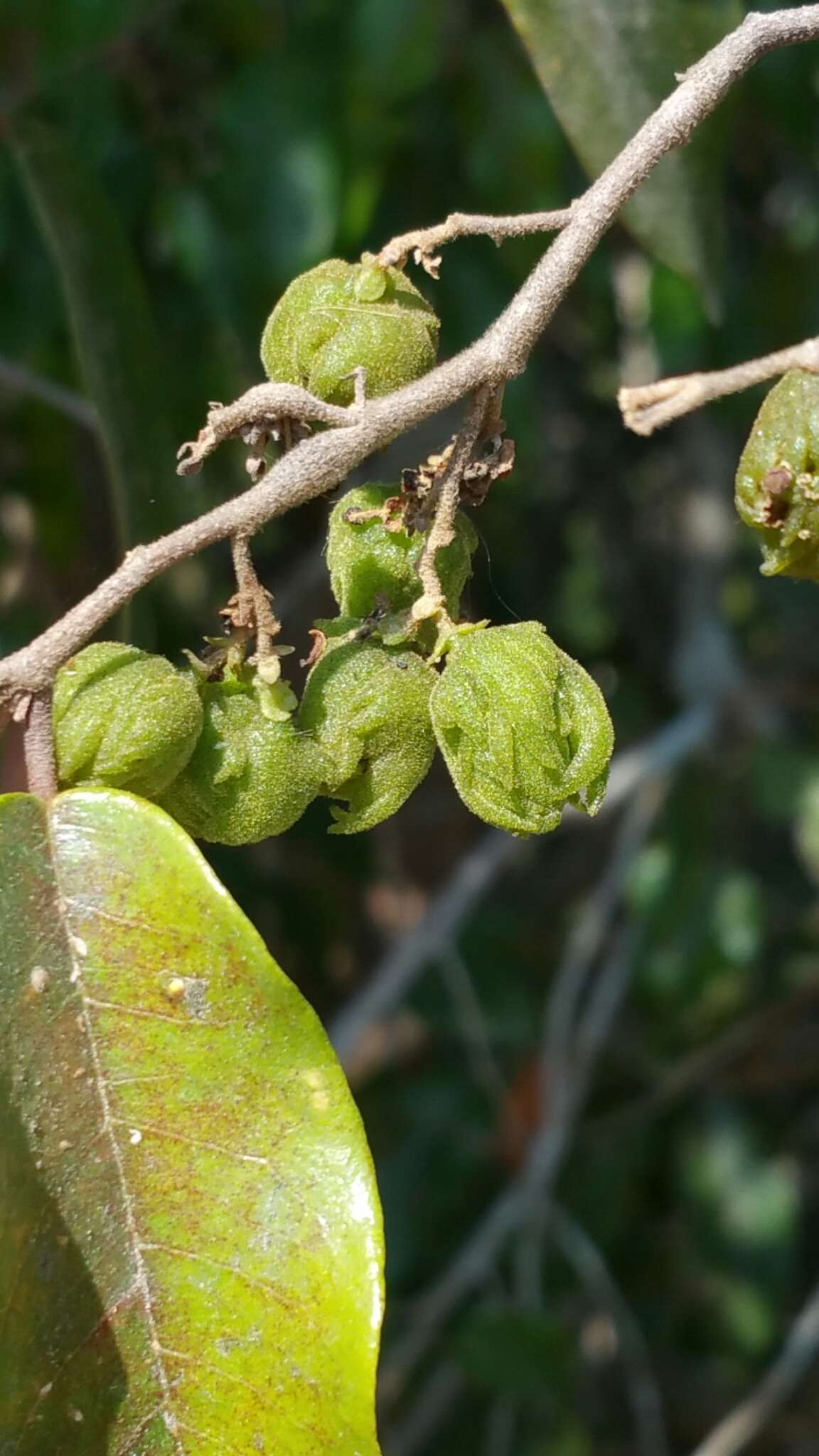 Image of Schizolaena parviflora (F. Gérard) H. Perrier