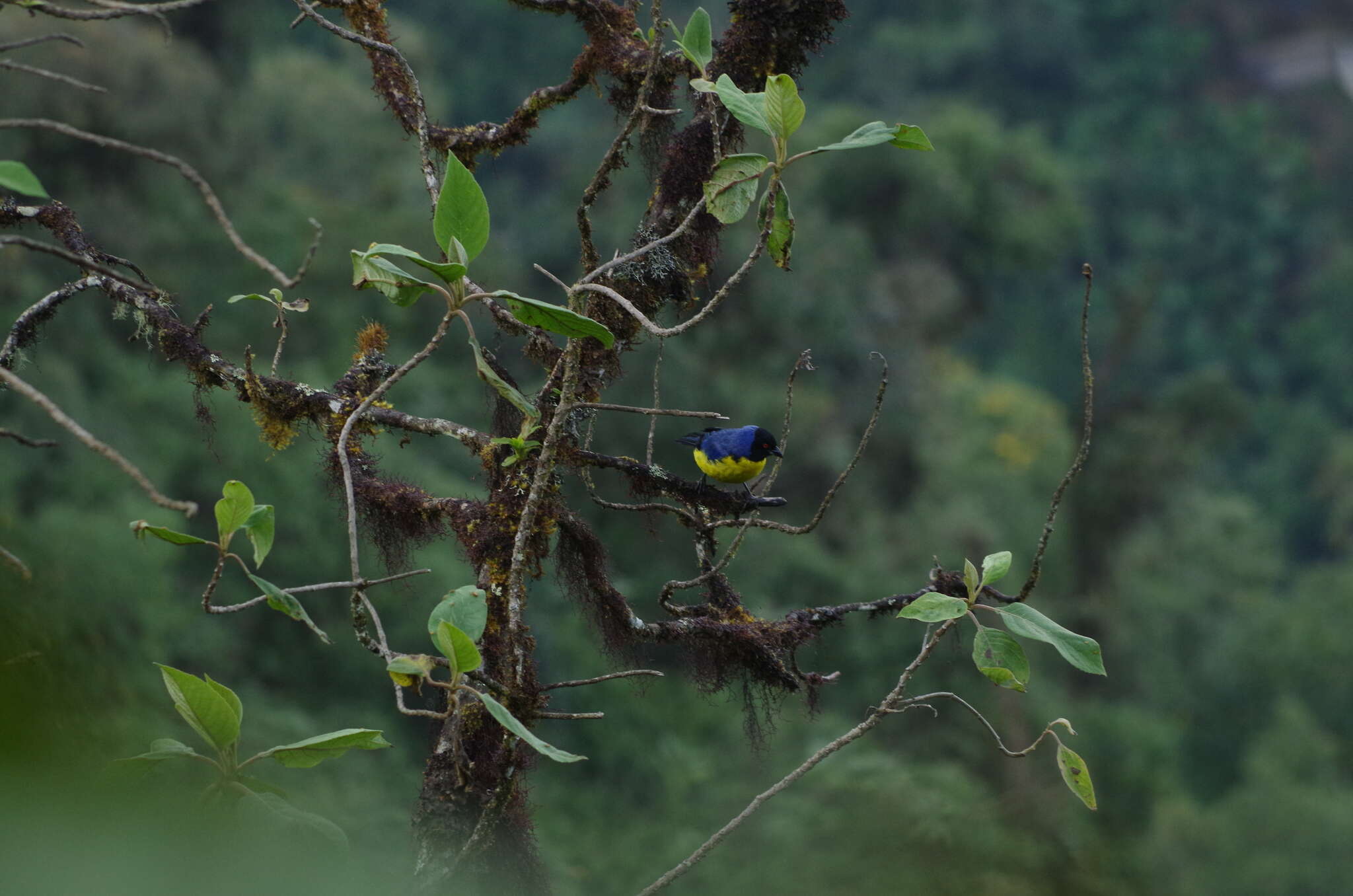 Image of Hooded Mountain Tanager