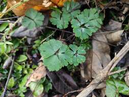 Semiaquilegia adoxoides (DC.) Makino resmi