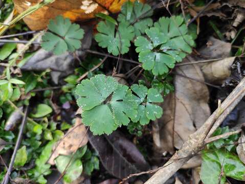 Image of Semiaquilegia adoxoides (DC.) Makino