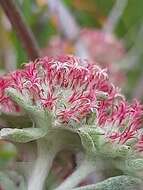 Image de Helichrysum spiralepis Hilliard & Burtt