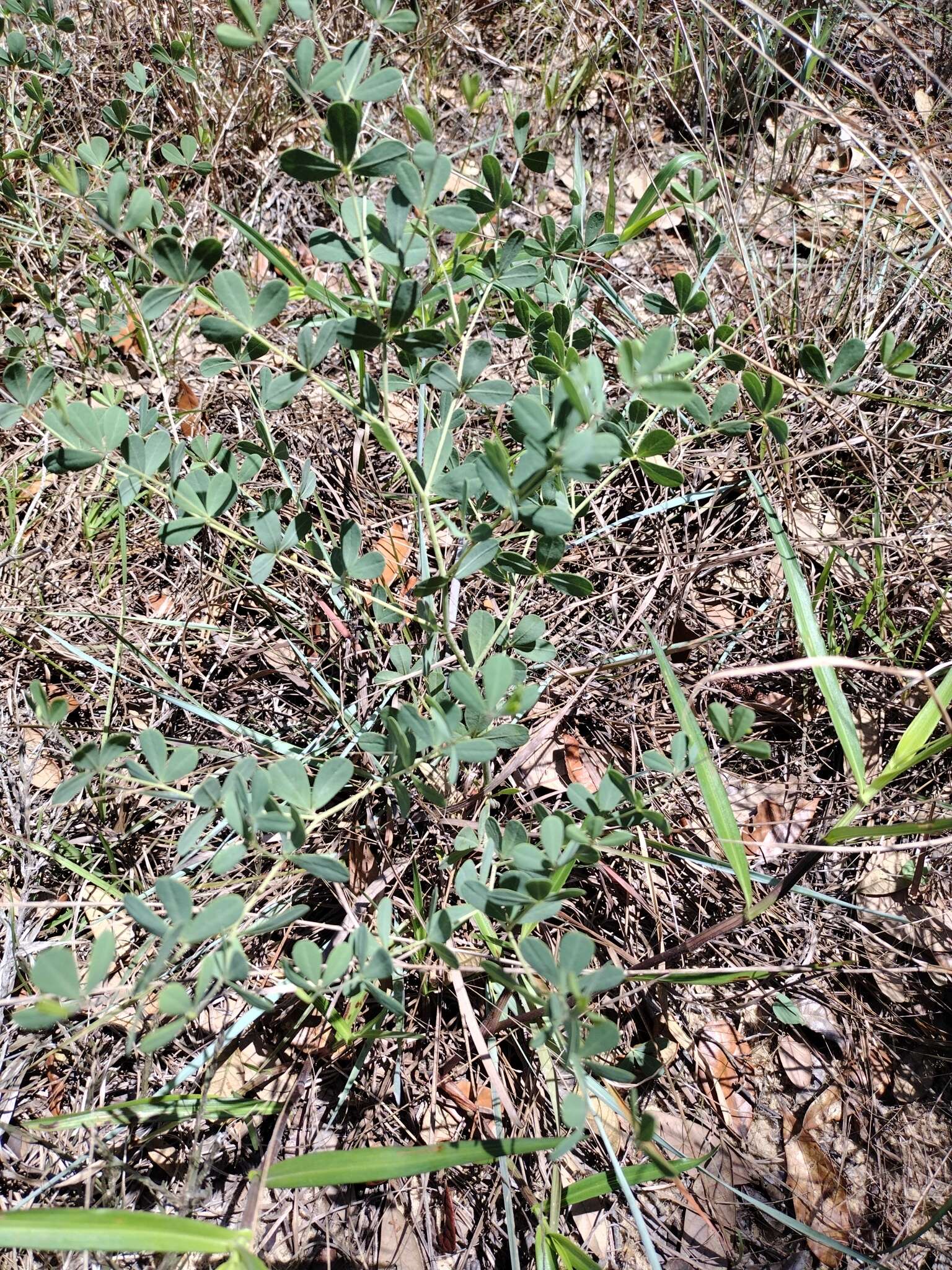 Слика од Baptisia lecontei Torr. & A. Gray