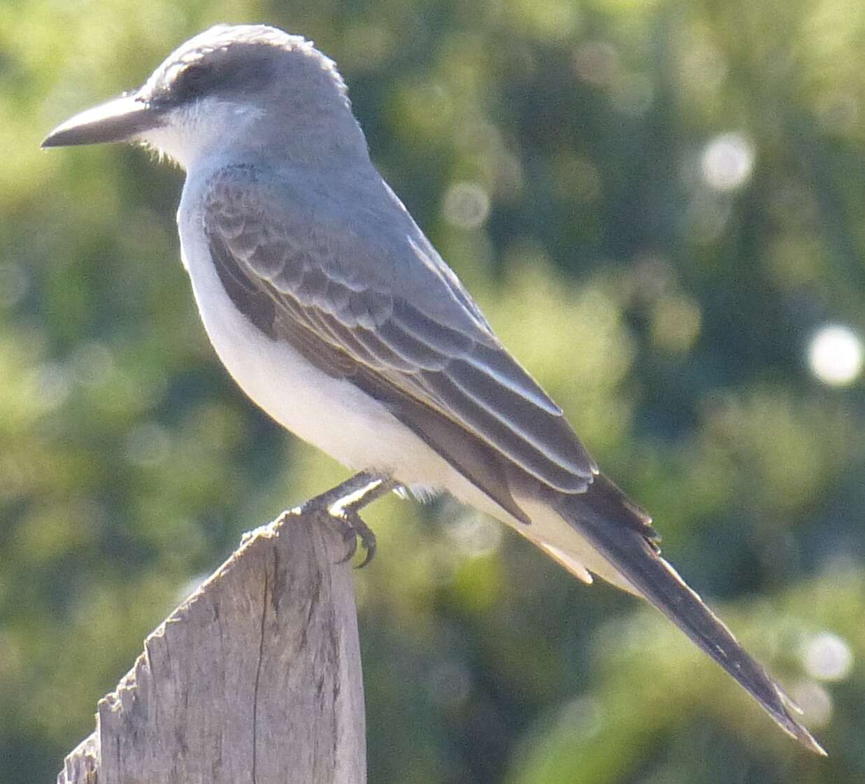 Image of Gray Kingbird