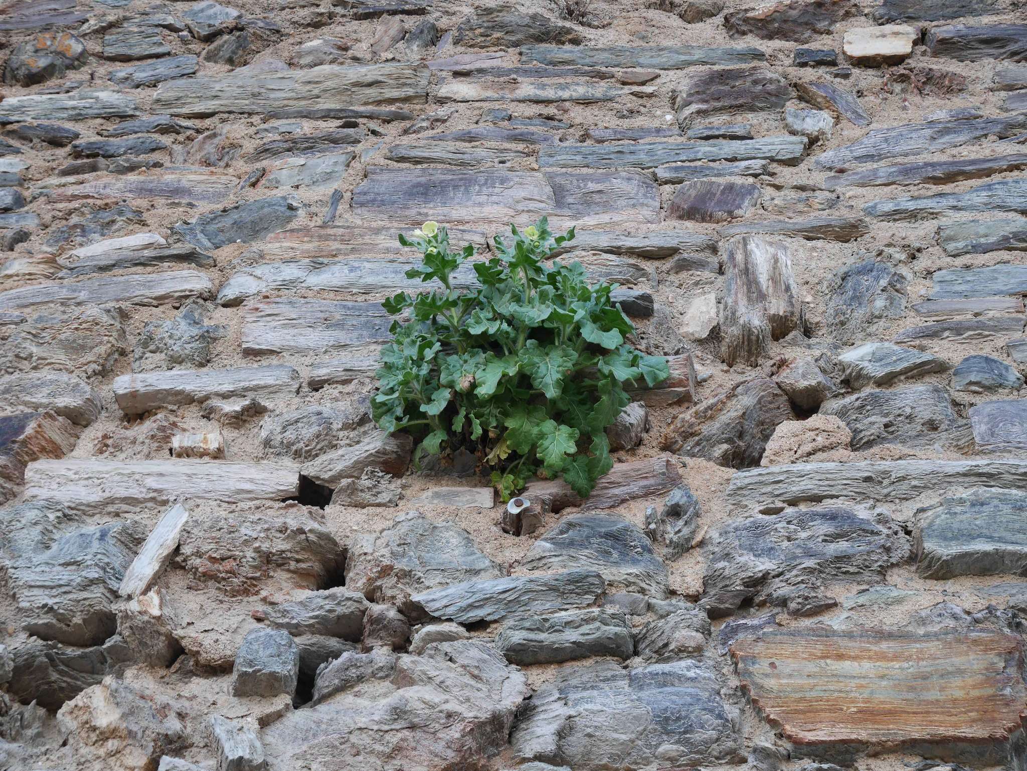 Image of white henbane