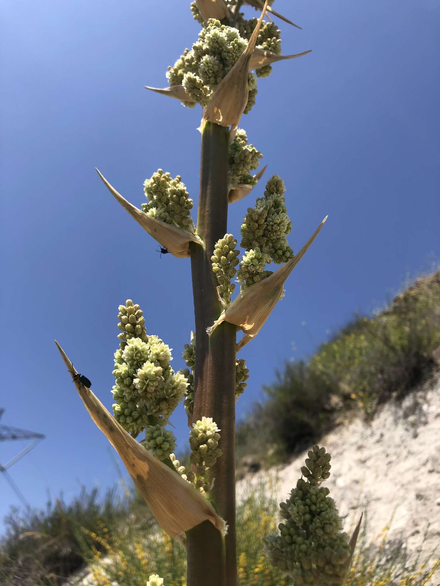 Image of Peninsular beargrass