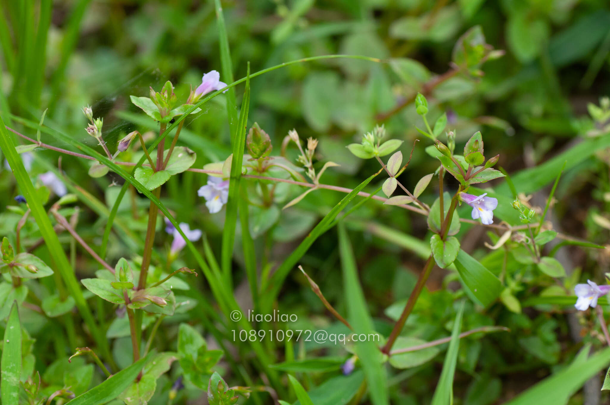 Image of <i>Torenia anagallis</i>