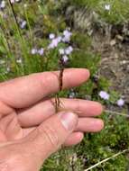 Image of greenleaf fescue