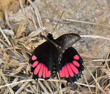 Imagem de Parides orellana (Hewitson 1852)