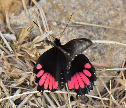 Image of Parides orellana (Hewitson 1852)