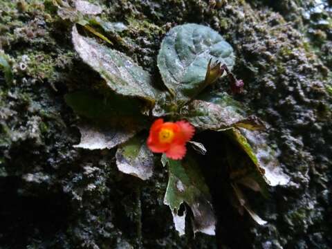 Image of Yerba-Neto-Hoja-de-Cueva