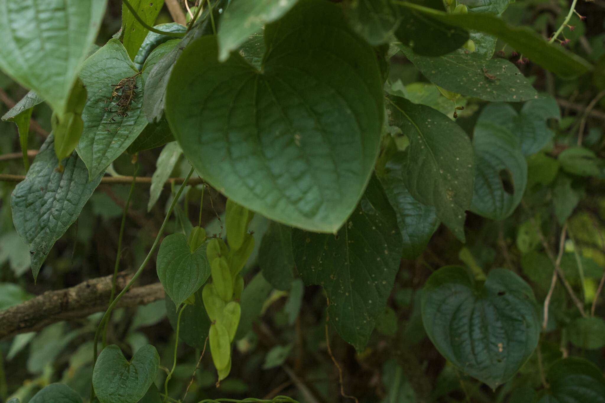 Image of Dioscorea piperifolia Humb. & Bonpl. ex Willd.