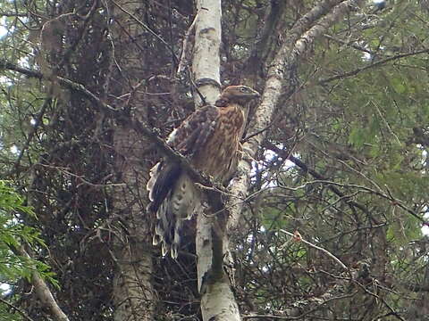 Imagem de Accipiter gentilis atricapillus (Wilson & A 1812)