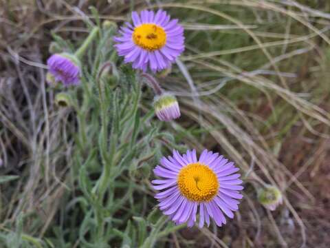 Image de Erigeron pumilus Nutt.