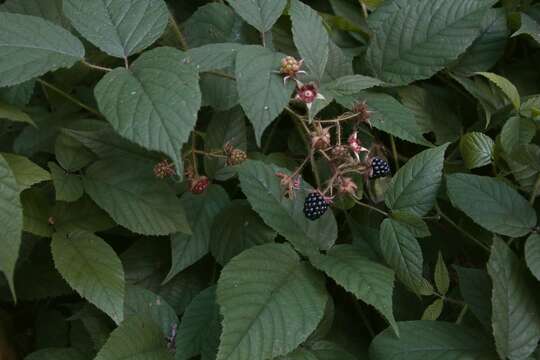 Imagem de Rubus hirtus Waldst. & Kit.