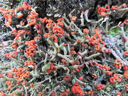 Imagem de Cladonia floerkeana (Fr.) Flörke