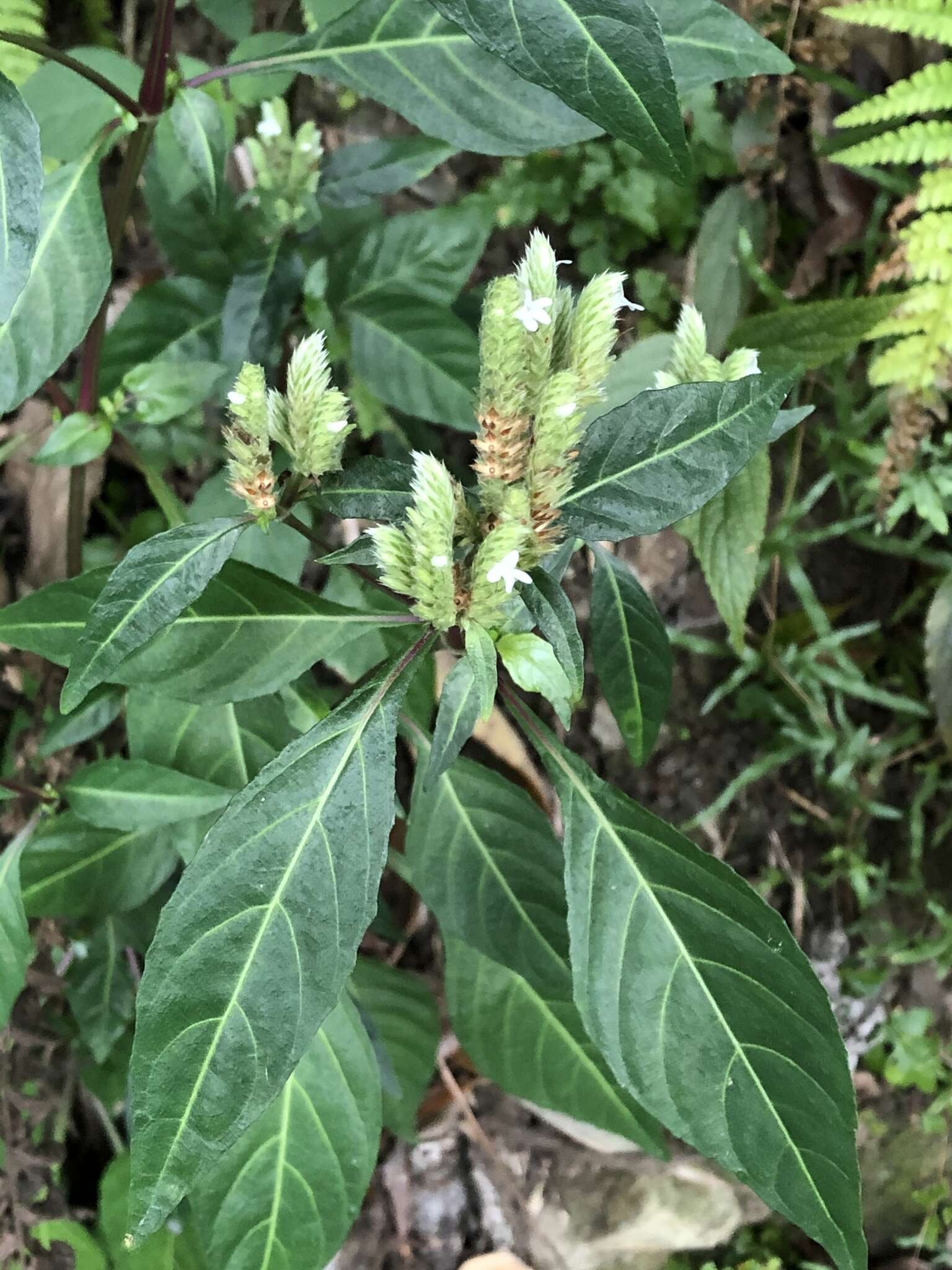 Plancia ëd Lepidagathis formosensis C. B. Cl. ex Hayata