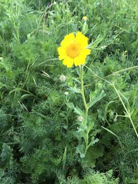 Image of corndaisy