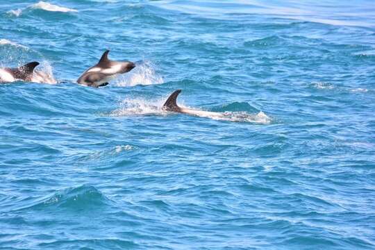 Image of White-beaked Dolphin